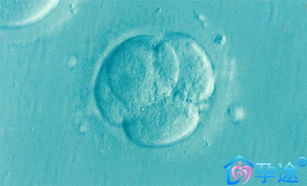 分析泰国试管婴儿促排卵多次抽血化验的原因