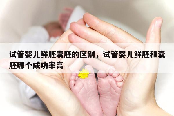 试管婴儿鲜胚囊胚的区别，试管婴儿鲜胚和囊胚哪个成功率高