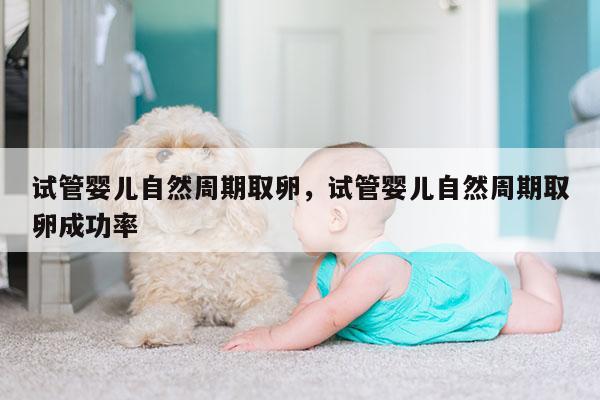 试管婴儿自然周期取卵，试管婴儿自然周期取卵成功率